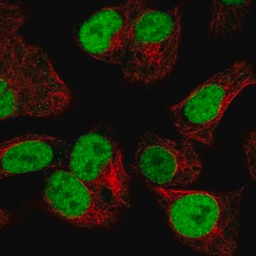 Anti-ORC2 antibody produced in rabbit Prestige Antibodies&#174; Powered by Atlas Antibodies, affinity isolated antibody