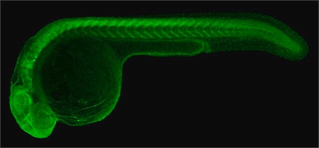 Anti-Gfap antibody produced in rabbit affinity isolated antibody