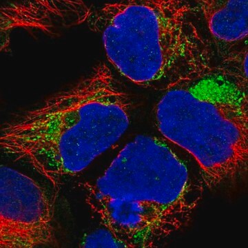 Anti-NDUFA1 antibody produced in rabbit Prestige Antibodies&#174; Powered by Atlas Antibodies, affinity isolated antibody