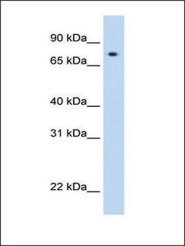 Anti-STAT1 (AB2) antibody produced in rabbit affinity isolated antibody