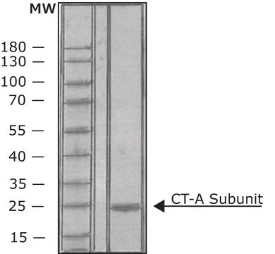 Cholera Toxin A Subunit from Vibrio cholerae lyophilized powder