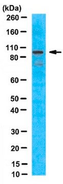 Anti-Ataxin-7 Antibody, clone 3SCA-1C1 ascites fluid, clone 3SCA-1C1, from mouse