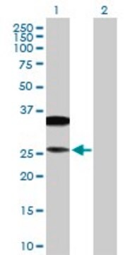 Anti-CD79B antibody produced in rabbit purified immunoglobulin, buffered aqueous solution