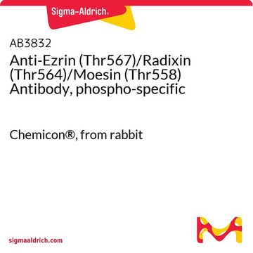 Anticorps anti-ezrine (Thr567)/radixine (Thr564)/moésine (Thr558), phospho-spécifique Chemicon&#174;, from rabbit