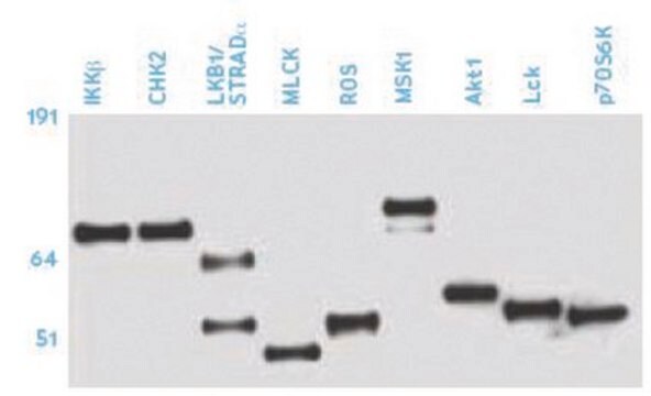 Anticorpo anti-fosfoserina, clone 4A4 (IgG1 di topo) clone 4A4, Upstate&#174;, from mouse