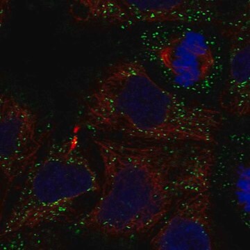 Anti-GLTPD2 antibody produced in rabbit Prestige Antibodies&#174; Powered by Atlas Antibodies, affinity isolated antibody