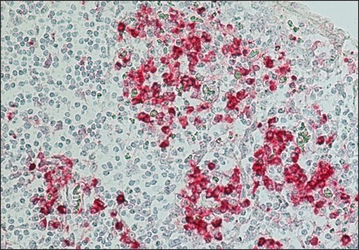 抗ヒトIgG (Fc特異的)&#8722;アルカリフォスファターゼ ヤギ宿主抗体 affinity isolated antibody, buffered aqueous solution