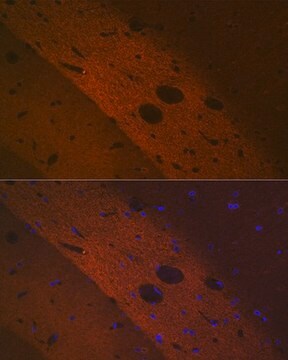 Anti-mGluR2 antibody produced in rabbit