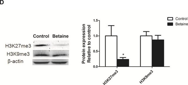 ChIPAb+ Trimethyl-Histone H3 (Lys27) - przeciwciało i zestaw primerów zweryfikowane pod kątem ChIP from rabbit, purified by using Protein A