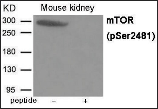 Anty-fosfo-mTOR(pSer2481) affinity isolated antibody