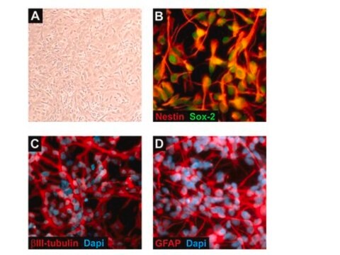 Linhagem de células precursoras neurais humanas ReNcell CX ReNcell CX is an immortalized human neural progenitor cell line with the ability to readily differentiate into neurons &amp; glial cells.