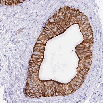 Anti-CLDN8 antibody produced in rabbit Prestige Antibodies&#174; Powered by Atlas Antibodies, affinity isolated antibody, buffered aqueous glycerol solution