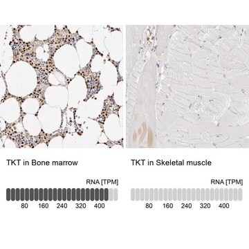 Anti-TKT antibody produced in rabbit Prestige Antibodies&#174; Powered by Atlas Antibodies, affinity isolated antibody, buffered aqueous glycerol solution, ab1