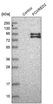 Anti-FOXRED2 antibody produced in rabbit Prestige Antibodies&#174; Powered by Atlas Antibodies, affinity isolated antibody, buffered aqueous glycerol solution, ab2