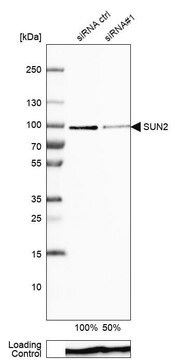 抗SUN2 ウサギ宿主抗体 Prestige Antibodies&#174; Powered by Atlas Antibodies, affinity isolated antibody, buffered aqueous glycerol solution