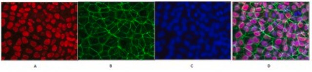 Anti-Human Oct-4 Antibody from rabbit, purified by affinity chromatography