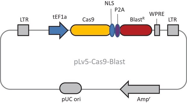 CAS9蛋白慢病毒颗粒