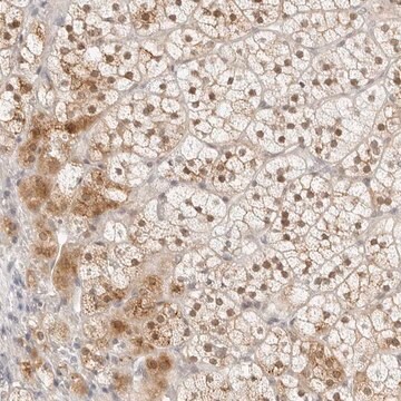 Anti-POLR3C antibody produced in rabbit Prestige Antibodies&#174; Powered by Atlas Antibodies, affinity isolated antibody, buffered aqueous glycerol solution, ab1