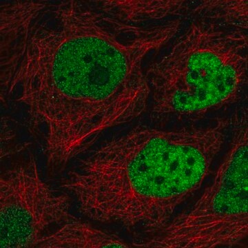 Anti-C2orf49 antibody produced in rabbit Prestige Antibodies&#174; Powered by Atlas Antibodies, affinity isolated antibody