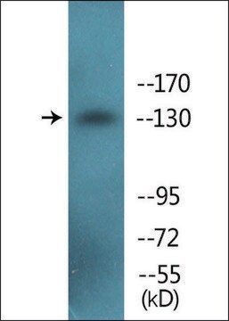 Anti-phospho-IRS-1 (pSer307) antibody produced in rabbit affinity isolated antibody