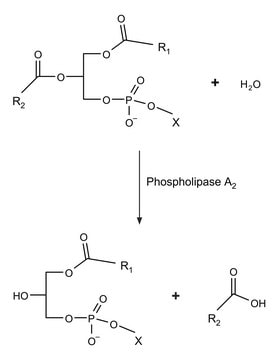 ホスホリパーゼA2 from honey bee venom (Apis mellifera) salt-free, lyophilized powder, 600-2400&#160;units/mg protein