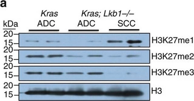 Anticorps anti-monométhyl-histone&nbsp;H3 (Lys27) Upstate&#174;, from rabbit