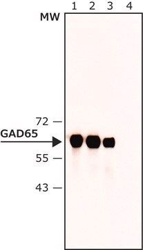 Anti-GAD65 antibody , Mouse monoclonal clone N-GAD65, purified from hybridoma cell culture