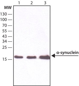 抗-&#945;-シヌクレイン抗体、マウスモノクローナル clone Syn211, purified from hybridoma cell culture