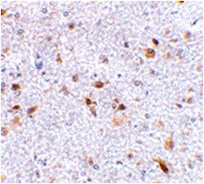 Anti-PD-L2-Antikörper from rabbit, purified by affinity chromatography