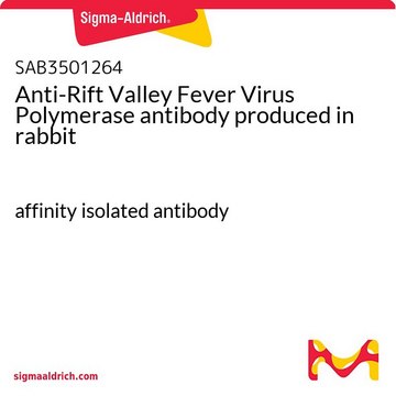 Anti-Rift Valley Fever Virus Polymerase antibody produced in rabbit affinity isolated antibody