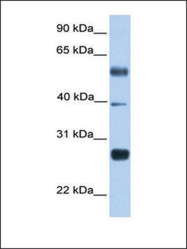 Anti-MXD3 antibody produced in rabbit affinity isolated antibody