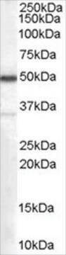 抗クロモグラニンA前駆体抗体 ヤギ宿主抗体 affinity isolated antibody, buffered aqueous solution