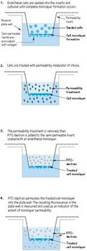 Ensayo de permeabilidad vascular in vitro (96 pocillos) This In Vitro Vascular Permeability Assay kit employs a 96-well plate, and provides an efficient system for evaluating the effects of chemicals &amp; drug compounds on endothelial cell adsorption, transport &amp; permeability.