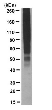 Anticorps anti-ubiquitine (pan), clone&nbsp;2G7B8 clone 2G7B8, from mouse