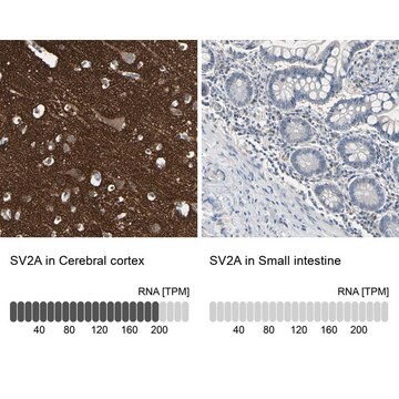 抗SV2A抗体 ウサギ宿主抗体 Prestige Antibodies&#174; Powered by Atlas Antibodies, affinity isolated antibody, buffered aqueous glycerol solution