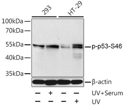 Anti-Phospho-p53-S46 antibody produced in rabbit