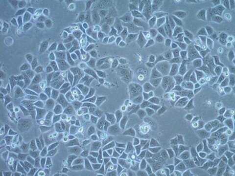 Plattenepithelzellkarzinom-Zelllinie UM-SCC-6 UM-SCC-6 is a unique head and neck squamous carcinoma cell line isolated from a tumor located at the base of the tongue of a male patient and is a suitable in vitro model of H&amp;N carcinoma studies.