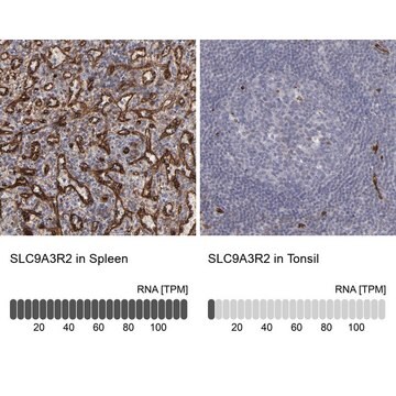 Anti-SLC9A3R2 antibody produced in rabbit Prestige Antibodies&#174; Powered by Atlas Antibodies, affinity isolated antibody, buffered aqueous glycerol solution