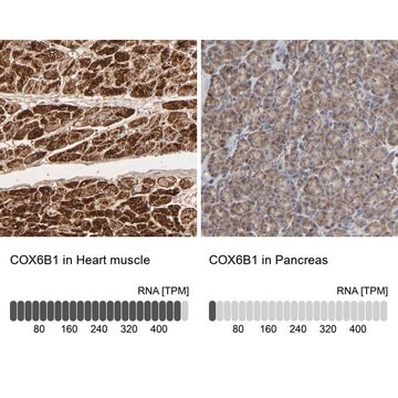 Anti-COX6B1 antibody produced in rabbit Prestige Antibodies&#174; Powered by Atlas Antibodies, affinity isolated antibody, buffered aqueous glycerol solution