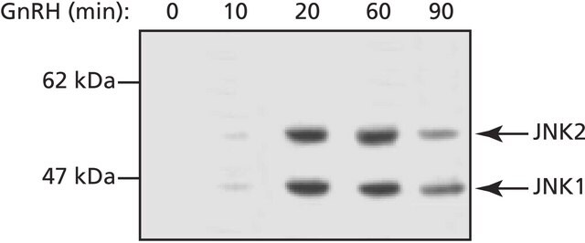 抗-JNK，活化（二磷酸化JNK）抗体，小鼠单克隆 小鼠抗 clone JNK-PT48, purified from hybridoma cell culture