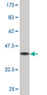 Monoclonal Anti-TCAP antibody produced in mouse clone 1H3, purified immunoglobulin, buffered aqueous solution