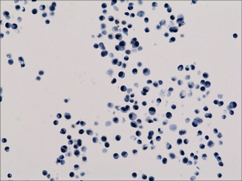 Anti-Acetyl-Histone H3 (Lys18) antibody, Rabbit monoclonal recombinant, expressed in HEK 293 cells, clone RM166, purified immunoglobulin