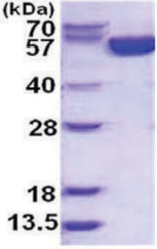 G6PD 人 recombinant, expressed in E. coli, &#8805;95% (SDS-PAGE)