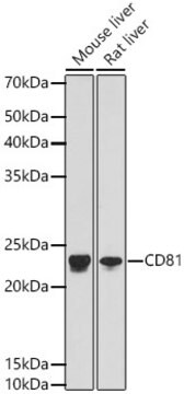 Anti-CD81 Antibody, clone 4X9B8, Rabbit Monoclonal