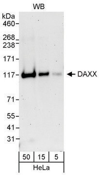 Rabbit anti-DAXX Antibody, Affinity Purified Powered by Bethyl Laboratories, Inc.