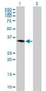 Anti-HAO2 antibody produced in mouse purified immunoglobulin, buffered aqueous solution