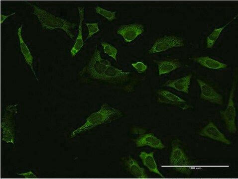 ANTI-SP1 antibody produced in mouse clone 1G9, purified immunoglobulin, buffered aqueous solution