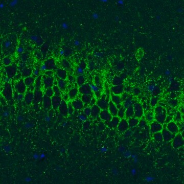 Monoclonal Anti-GAD1 antibody produced in mouse Prestige Antibodies&#174; Powered by Atlas Antibodies, clone CL2919, purified immunoglobulin, buffered aqueous glycerol solution