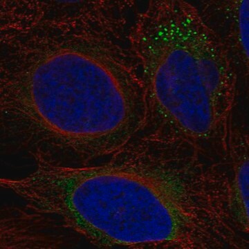 Anti-ADAMTS9 antibody produced in rabbit Prestige Antibodies&#174; Powered by Atlas Antibodies, affinity isolated antibody