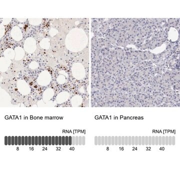 抗GATA1 ウサギ宿主抗体 Prestige Antibodies&#174; Powered by Atlas Antibodies, affinity isolated antibody, buffered aqueous glycerol solution